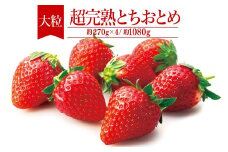 【先行受付：2月以降発送】いちご「茂木完熟いちご」　篠崎さんが育てた 朝どれ とちおとめ 大粒 約270g × 4パック 合計 約1080g | いちご イチゴ 苺 とちおとめ 完熟 果物 フルーツ 甘い あまい くだもの 旬 産地直送 栃木県産 篠崎いちご園 栃木県 茂木町