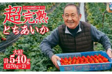 【先行受付：1月中旬以降発送】いちご「茂木完熟いちご」師匠が育てた朝採れとちあいか 大粒 約270g × 2パック 合計約540g | いちご イチゴ 苺 とちあいか とちあいか 甘い あまい  完熟 果物 フルーツ 関いちご園 栃木県 茂木町