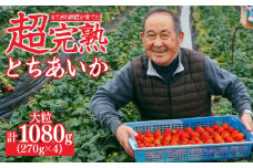 【先行受付：1月中旬以降発送】いちご「茂木完熟いちご」師匠が育てた朝採れとちあいか 大粒  約270g × 4パック 合計約1080g | いちご イチゴ 苺 とちあいか 完熟 果物 甘い あまい フルーツ くだもの 旬 産地直送 栃木県産 関いちご園 栃木県 茂木町