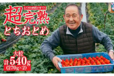 【先行受付：1月中旬以降発送】いちご「茂木完熟いちご」師匠が育てた朝採れとちおとめ 大粒 約270g × 2パック 合計約540g  | いちご イチゴ 苺 とちおとめ 完熟  あまい 甘い 果物 フルーツ くだもの 旬 産地直送 栃木県産 関いちご園 栃木県 茂木町