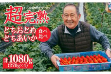 【先行受付：2月以降発送】いちご「茂木完熟いちご」師匠が育てた朝採れとちおとめ × とちあいか レギュラーサイズ 食べ比べセット 約270g × 各2パック 合計約1080g | いちご イチゴ 苺 とちあいか とちおとめ 甘い あまい 完熟 果物 フルーツ くだもの 旬 産地直送 栃木県産 関いちご園 栃木県 茂木町