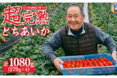 【先行受付：2月以降発送】いちご「茂木完熟いちご」師匠が育てた朝採れとちあいか  レギュラーサイズ 約270g × 4パック 計約1080g | いちご イチゴ 苺 とちあいか 完熟 朝採れ フルーツ 甘い あまい 果物 くだもの 旬 産地直送 栃木県産 関いちご園 栃木県 茂木町 