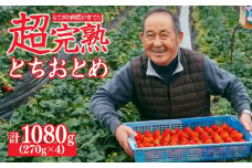【先行受付：2月以降発送】いちご「茂木完熟いちご」師匠が育てた朝採れとちおとめ レギュラーサイズ 約270g × 4パック 計約1080g | いちご イチゴ 苺 とちおとめ 完熟 果物 フルーツくだもの 甘い あまい 旬 産地直送 栃木県産 関いちご園 栃木県 茂木町
