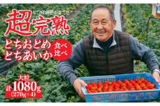 【先行受付：1月中旬以降発送】いちご「茂木完熟いちご」師匠が育てた朝採れとちおとめ × とちあいか 食べ比べセット大粒 約270g × 各2パック 合計約1080g | いちご イチゴ 苺 とちあいか とちおとめ 完熟 果物 フルーツ 甘い あまい くだもの 旬 産地直送 栃木県産 関いちご園 栃木県 茂木町