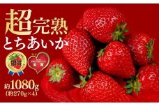 【先行受付：1月中旬以降発送】いちご 鈴木ファームの完熟＆朝採り とちあいか レギュラーサイズ 約270g × 4パック 合計1080g | いちご イチゴ 苺 とちあいか とちおとめ 完熟 甘い あまい 果物 フルーツ くだもの 旬 産地直送 栃木県産 鈴木ファーム 栃木県 茂木町
