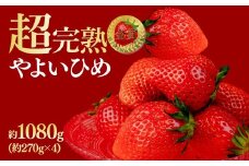 【先行受付：1月中旬以降発送】いちご 鈴木ファームの完熟＆朝摘み やよいひめ レギュラーサイズ 約270g × 4パック 合計 約1080g | いちご イチゴ 苺 やよいひめ 甘い あまい 完熟 果物 フルーツ くだもの 旬 産地直送 栃木県産 鈴木ファーム 栃木県 茂木町