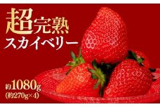 【先行受付：1月中旬以降発送】いちご 鈴木ファームの朝摘み厳選『スカイベリー』レギュラーサイズ 約270g × 4パック 合計 約1080g | いちご イチゴ 苺 スカイベリー 完熟 甘い あまい 果物 フルーツ くだもの 旬 産地直送 栃木県産 鈴木ファーム 栃木県 茂木町