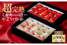 【先行受付：3月以降発送】いちご 鈴木ファーム ギフト やよいひめ×ミルキーベリー 900g (450g×2箱) | いちご イチゴ 苺 やよいひめ ミルキーベリー 完熟 甘い あまい 果物 フルーツ 鈴木ファーム 栃木県 茂木町