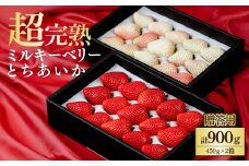 【先行受付：3月以降発送】鈴木ファームの完熟＆朝摘み とちあいか ＆ ミルキーベリー ギフト 900g (450g× 2箱) | いちご イチゴ 苺 とちあいか ミルキーベリー 完熟 甘い あまい 果物 フルーツ くだもの 旬 産地直送 栃木県産 鈴木ファーム 栃木県 茂木町