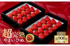 【先行受付：2月以降発送】いちご 鈴木ファームの朝摘み やよいひめ ギフトセット900g(450g×2箱) | いちご イチゴ 苺 とちあいか とちおとめ 完熟 甘い あまい 果物 フルーツ 鈴木ファーム 栃木県 茂木町
