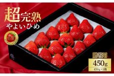【先行受付：2月以降発送】いちご 鈴木ファームの朝摘み やよいひめ ギフト 450g×1箱 | いちご イチゴ 苺 とちあいか 完熟 甘い あまい 果物 フルーツ 贈答 ギフト プレゼント 鈴木ファーム 栃木県 茂木町
 
