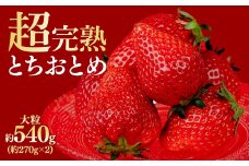 【先行受付：3月以降発送】鈴木ファームの厳選&完熟&朝摘み とちおとめ  大粒 2パック入り | いちご イチゴ 苺 とちおとめ 完熟 甘い あまい 果物 フルーツ くだもの 旬 産地直送 栃木県産 鈴木ファーム 栃木県 茂木町