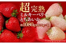 【先行受付：3月以降発送】いちご 鈴木ファームの とちあいか ＆ ミルキーベリー  紅白MIX 各270g×2パック 合計1080g  | いちご イチゴ 苺 とちあいか ミルキーベリー 完熟 果物 フルーツ くだもの 旬 産地直送 栃木県産 鈴木ファーム 栃木県 茂木町