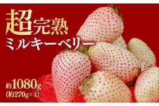 【先行受付：3月以降発送】いちご 鈴木ファーム厳選『幻のミルキーベリー』レギュラー 約270g ×４パック 合計1080g | いちご イチゴ 苺 ミルキーベリー 完熟 果物 フルーツ くだもの 旬 産地直送 栃木県産 鈴木ファーム 栃木県 茂木町
