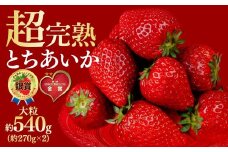 【先行受付：3月以降発送】いちご 鈴木ファームの とちあいか 大粒 約270g × 2パック 合計 約540g | いちご イチゴ 苺 とちあいか 完熟 果物 フルーツ くだもの 旬 産地直送 栃木県産 鈴木ファーム 栃木県 茂木町