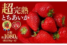 【先行受付：3月以降発送】いちご 鈴木ファームの完熟＆朝採れ とちあいか 大粒 約270g × 4パック 合計 約1080g | いちご イチゴ 苺 とちあいか とちおとめ 完熟 甘い あまい 果物 フルーツ くだもの 旬 産地直送 栃木県産 鈴木ファーム 栃木県 茂木町