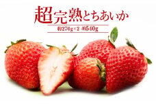 【先行受付：3月以降発送】いちご「茂木完熟いちご」　篠崎さんが育てた 朝どれとちあいか レギュラーサイズ 約270g × 2パック 合計 540g | いちご イチゴ 苺 とちあいか 完熟 果物 フルーツ くだもの 旬 産地直送 栃木県産 篠崎いちご園 栃木県 茂木町