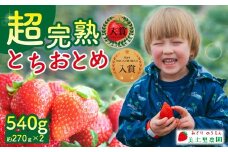 【先行受付：2月以降発送】いちご 「茂木完熟いちご」　美土里農園の朝採れ とちおとめ レギュラーサイズ 約270g×2パック 合計 約540g | いちご イチゴ 苺  とちおとめ 完熟 甘い あまい 入賞 果物 フルーツ くだもの 旬 産地直送 栃木県産 美土里農園 栃木県 茂木町