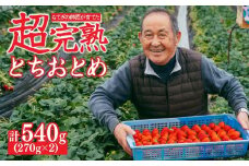 【先行受付：3月以降発送】いちご「茂木完熟いちご」師匠が育てた朝採れとちおとめ レギュラーサイズ 約270g × 2パック 計約540g | いちご イチゴ 苺 とちおとめ 完熟 果物 フルーツくだもの 甘い あまい 旬 産地直送 栃木県産 関いちご園 栃木県 茂木町
