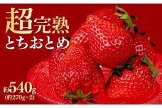 【先行受付：2月以降発送】【数量限定】鈴木ファームの厳選&完熟&朝摘み とちおとめ  レギュラーサイズ 約270g×2パック 合計約540g | いちご イチゴ 苺 とちおとめ 完熟 甘い あまい 果物 フルーツ くだもの 旬 産地直送 栃木県産 鈴木ファーム 栃木県 茂木町