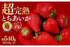 【先行受付：3月以降発送】いちご 鈴木ファームの とちあいか レギュラーサイズ 約270g × 2パック 合計 約540g | いちご イチゴ 苺 とちあいか 完熟 果物 フルーツ くだもの 旬 産地直送 栃木県産 鈴木ファーム 栃木県 茂木町