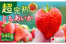 【先行受付：1月中旬以降発送】いちご 「茂木完熟いちご」　美土里農園の朝採れ とちあいか レギュラーサイズ 約270g × 2パック 合計 約540g | いちご イチゴ 苺 とちあいか 完熟 果物 フルーツ くだもの 旬 産地直送 栃木県産 美土里農園 栃木県 茂木町