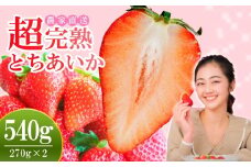 【先行受付：1月中旬以降発送】いちご 小島さんちの完熟 とちあいか レギュラーサイズ 約270g×2パック 合計 約540g | いちご イチゴ 苺 とちあいか 完熟 大粒 果物 フルーツ くだもの あまい 甘い 産地直送 栃木県産 小島いちご園 栃木県 茂木町