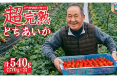 【先行受付：1月中旬以降発送】いちご「茂木完熟いちご」師匠が育てた朝採れとちあいか  レギュラーサイズ 約270g × 2パック 計約540g | いちご イチゴ 苺 とちあいか 完熟 朝採れ フルーツ 甘い あまい 果物 くだもの 旬 産地直送 栃木県産 関いちご園 栃木県 茂木町 