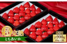 【先行受付：3月以降発送】いちご 小島さんちの完熟 とちあいか ギフト 約450g×2パック 合計 約900g | いちご イチゴ 苺 とちあいか 完熟 大粒 果物 フルーツ 贈答 ギフト くだもの あまい 甘い 産地直送 栃木県産 小島いちご園 栃木県 茂木町