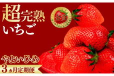 【先行受付：1月中旬以降発送】＜3回定期便＞いちご 鈴木ファームの完熟＆朝摘み やよいひめ レギュラーサイズ 約270g × 4パック 合計 約1080g | いちご イチゴ 苺 やよいひめ 甘い あまい 完熟 果物 フルーツ くだもの 旬 産地直送 栃木県産 鈴木ファーム 栃木県 茂木町