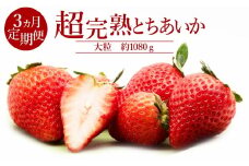【先行受付：1月中旬以降発送】＜3回定期便＞いちご「茂木完熟いちご」　篠崎さんが育てた 朝どれ とちあいか 大粒 約270g×4パック 合計 約1080g | いちご イチゴ 苺 とちあいか 完熟 果物 フルーツ くだもの 甘い あまい 旬 産地直送 栃木県産 篠崎いちご園 栃木県 茂木町