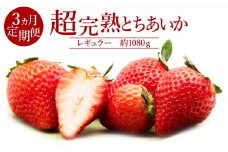 【先行受付：1月中旬以降発送】＜3回定期便＞いちご「茂木完熟いちご」　篠崎さんが育てた 朝どれとちあいか レギュラーサイズ 約270g × 4パック 合計 1080g | いちご イチゴ 苺 とちあいか 完熟 果物 フルーツ くだもの 旬 産地直送 栃木県産 篠崎いちご園 栃木県 茂木町