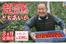 【先行受付：1月中旬以降発送】＜3回定期便＞いちご「茂木完熟いちご」師匠が育てた朝採れとちおとめ レギュラーサイズ 約270g × 4パック 計約1080g | いちご イチゴ 苺 とちおとめ 完熟 果物 フルーツくだもの 甘い あまい 旬 産地直送 栃木県産 関いちご園 栃木県 茂木町