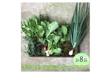 わたね　季節の里山旬菜詰め合わせＢＯＸ（計８品）≪ギフト セット 野菜 無農薬 グルメ≫※着日指定不可