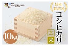 特別栽培米　玄米〈コシヒカリ〉10kg ※離島への配送不可 ≪米 お米 白米 ご飯 栃木県産≫