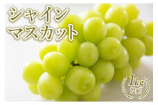 先行予約受付中！シャインマスカット 1kg（2房） | ぶどう ブドウ 種なし 果物 フルーツ 産地直送 国産 産直
※2024年9月下旬～10月上旬頃に順次発送予定
※着日指定不可