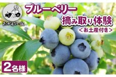 【先行予約】おかえりの丘 ＜お土産付き＞ブルーベリー摘み取り体験 2名様 ｜ ブルーベリー食べ放題 ブルーベリー 摘み取り体験 お持ち帰り お土産 手摘み