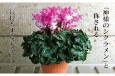 厳選シクラメン鉢“ロイヤルウェーブ”【花・シクラメン・鉢】お花 ガーデニング かわいい おしゃれ 送料無料 ※お届け：2024年11月下旬～12月中旬頃に順次発送予定 ※北海道への配送不可