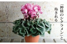 厳選シクラメン鉢“ハーレービクトリア”【花・シクラメン・鉢】お花 ガーデニング かわいい おしゃれ 送料無料 ※2025年11月下旬～12月下旬頃に順次発送予定 ※北海道への配送不可