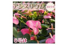 アンスリウム（コロラド）｜ 観葉植物 鉢植え 6号鉢 ピンク 花
※2024年5月中旬～6月中旬頃に順次発送予定
※着日指定不可