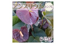 アンスリウム（センプレ）｜ 観葉植物 鉢植え 6号鉢 ブラウン 花
※2024年5月中旬～6月中旬頃に順次発送予定
※着日指定不可