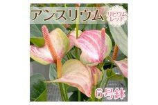 アンスリウム（リビウム レッド）｜ 観葉植物 鉢植え 6号鉢 レッド 赤 花
※2023年5月中旬～6月中旬頃に順次発送予定
※着日指定不可
