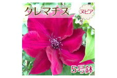【先行予約】【3月末までの期間限定！】クレマチス “ヌビア” 5号鉢｜花 クレマチス 鉢 ※2025年3月下旬～4月下旬頃に順次発送予定 ※北海道への配送不可