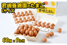 【9か月定期便】君嶋養鶏園のたまご Lサイズ 60個（55個＋割れ補償5個）×9ヶ月 計540個 | 定期便 9ヶ月 9か月 9ヵ月 卵 玉子 たまご 赤卵 赤たまご 生卵 国産 濃厚 鶏卵 コク 旨味