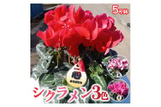 【先行予約】厳選シクラメン5号鉢×3セット 生産者厳選3色【花・シクラメン・鉢】お届け：2024年11月下旬～12月下旬頃 ※北海道への配送不可