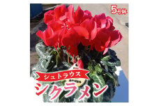 【先行予約】厳選シクラメン鉢 ”シュトラウス”【花・シクラメン・鉢】※北海道への配送不可 ※2025年11月下旬～12月下旬頃に順次発送予定
