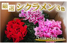 厳選シクラメン5号鉢×3鉢セット ハウスの中から厳選した3色【花・シクラメン・鉢】お届け：2024年11月上旬～12月中旬頃に順次発送予定 ※北海道への配送不可 ※着日指定不可