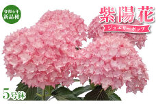 アジサイ（ジュエリーポップ）※2024年4月下旬～5月上旬頃に順次発送予定
