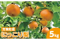 【先行予約】栃木県芳賀町産「にっこり梨」約5kg | 梨 なし 果物 フルーツ 秋の味覚 産地直送 期間限定 季節限定 季節商品 送料無料 栃木県 芳賀町 ※2025年9月下旬～10月中旬頃に順次発送予定 ※離島への配送不可◇