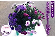 【先行予約】宿根アスター ミステリーレディ3色植え 5号鉢 ※北海道への配送不可 ※2025年9月下旬～10月中旬頃に順次発送予定
